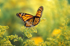 MONARCH BUTTERFLY (Danaus plexippus). Flying through Goldenrod (Solidago x hybrida). Autumn. British Columbia, Canada.