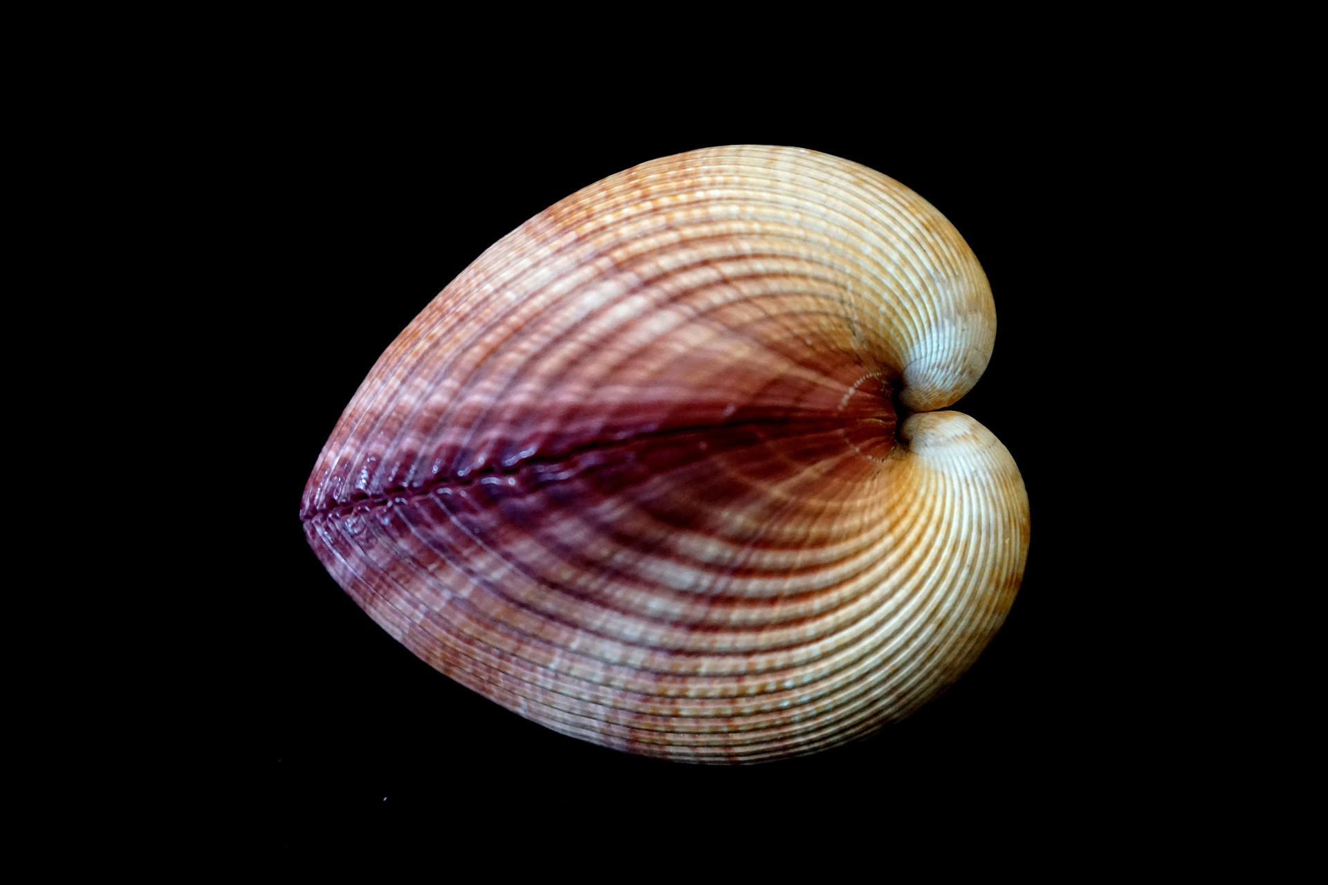 En savoir plus sur La régulation émotionnelle :