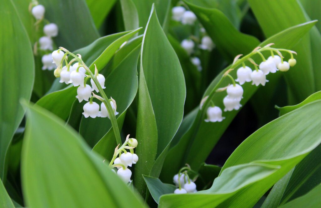 Muguet en fleur, symbole d'ouverture au recevoir